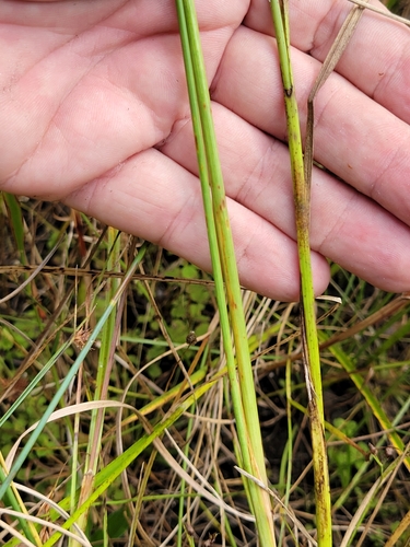 Image of Paspalum monostachyum by (c) Jay Horn, some rights reserved (CC BY)