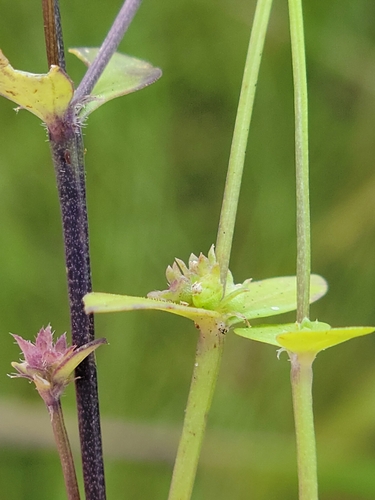 Image of Edrastima uniflora by (c) Jay Horn, some rights reserved (CC BY)