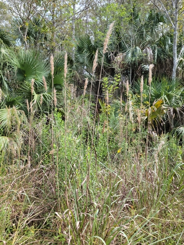Image of Sugarcane Plumegrass (Erianthus giganteus) by (c) Jay Horn, some rights reserved (CC BY)