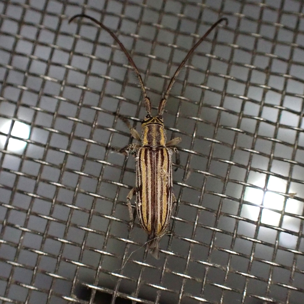 Unelcus lineatus