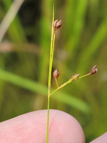 Image of Rhynchospora rariflora by (c) Jay Horn, some rights reserved (CC BY)