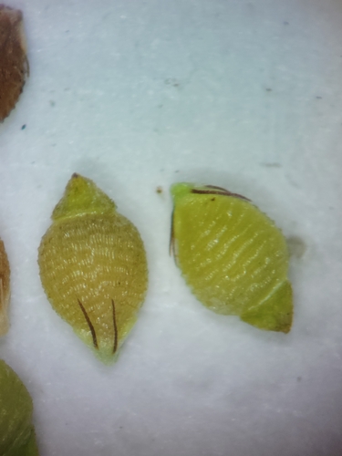 Image of Rhynchospora rariflora by (c) Jay Horn, some rights reserved (CC BY)