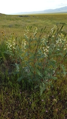 Astragalus oxyphysus