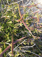 Periploca laevigata angustifolia