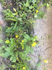Youngia japonica