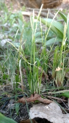 Carex alba