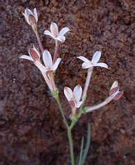 Kohautia caespitosa