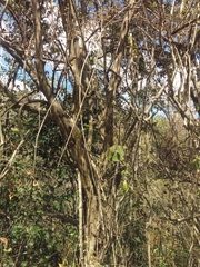 Guettarda macrosperma