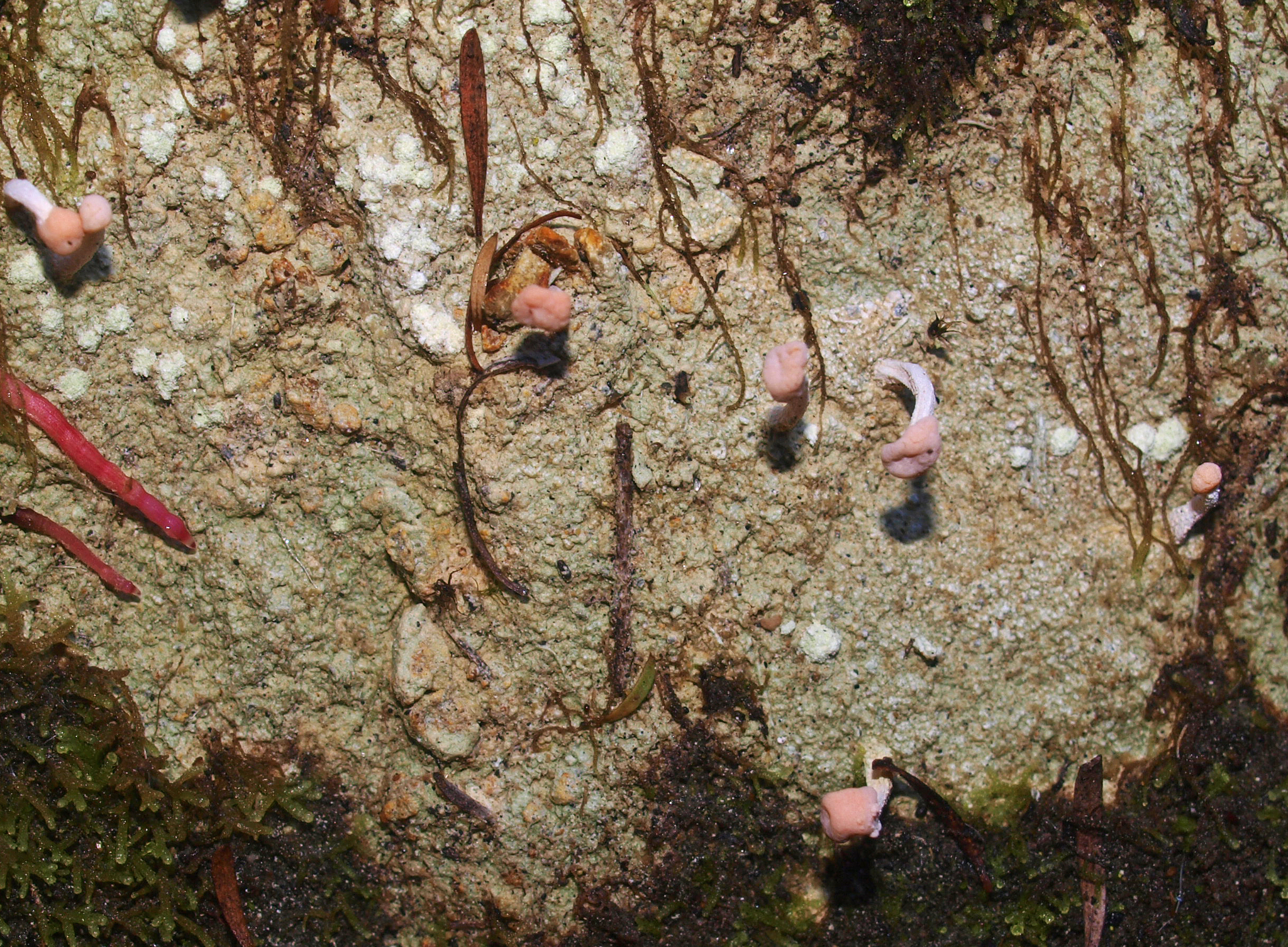 Dibaeis arcuata image