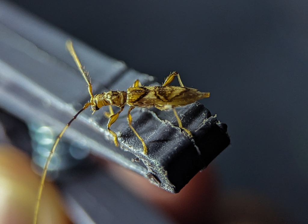 Compsibidion vanum