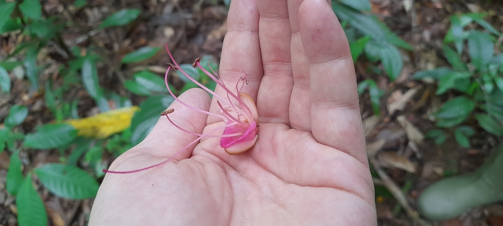 Eperua falcata; photograph (c) Mathew Rees, some rights reserved (CC BY)