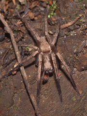 Uliodon albopunctatus