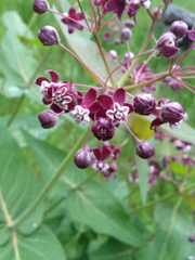 Asclepias cordifolia