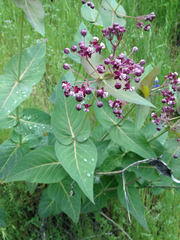 Asclepias cordifolia