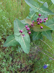 Asclepias cordifolia