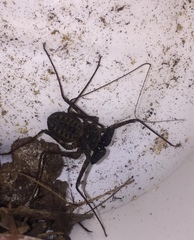 Phrynus operculatus