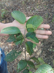 Guettarda macrosperma