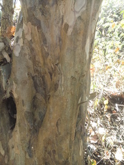 Guettarda macrosperma