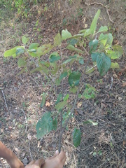 Guettarda macrosperma