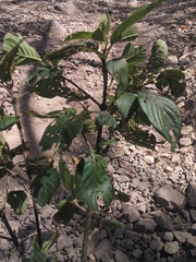 Guettarda macrosperma