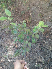 Guettarda macrosperma