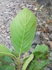 Guettarda macrosperma