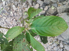 Guettarda macrosperma