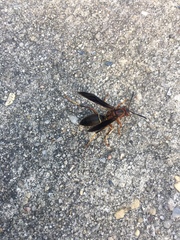 Polistes metricus