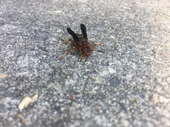 Polistes metricus