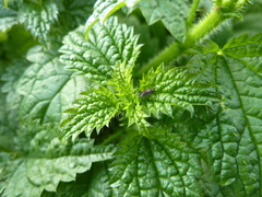 Urtica kioviensis