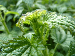 Urtica kioviensis