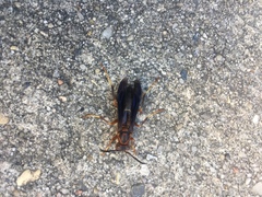 Polistes metricus