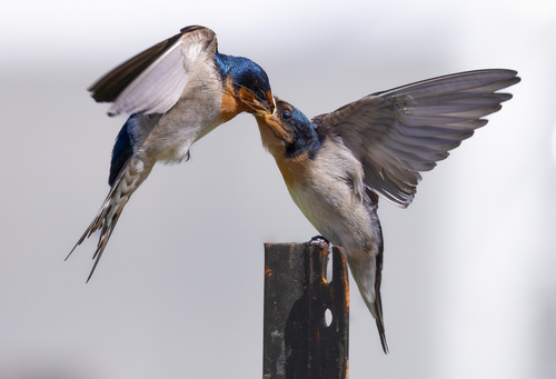 Welcome Swallow, photo 2 of 10