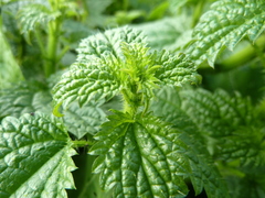 Urtica kioviensis