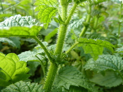 Urtica kioviensis