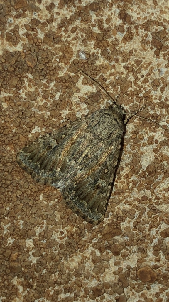 Scythocentropus inquinata