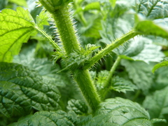Urtica kioviensis