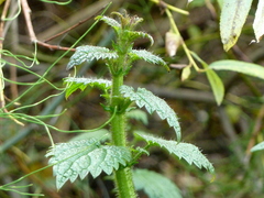 Urtica kioviensis