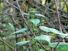 Urtica kioviensis
