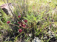 Lomatium hooveri