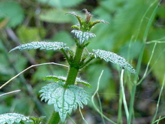 Urtica kioviensis