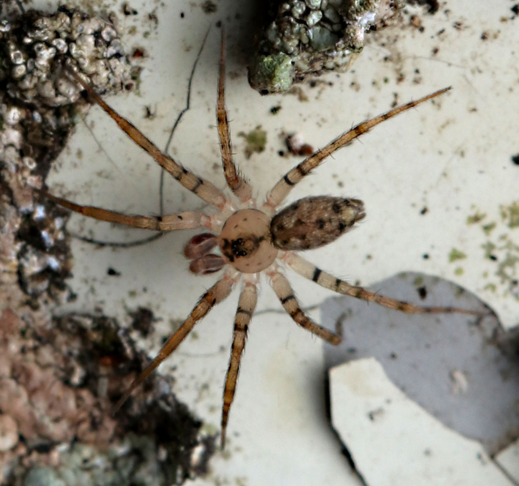 Wall Spider in October 2023 by juliegraham173 · iNaturalist