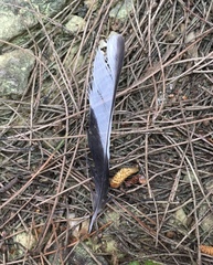 Fringilla coelebs