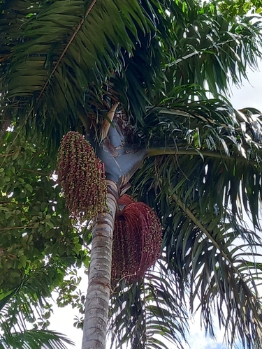 Oenocarpus bacaba, photograph 5
