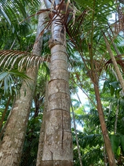 Oenocarpus bacaba, photograph (c) Fabrício Mil Homens Riella, some rights reserved (CC BY)