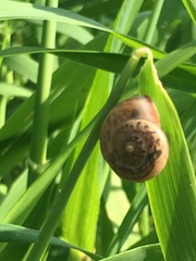 Monacha obstructa