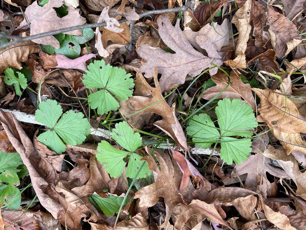 Appalachian barren-strawberry from Bridport, VT, USA on November 4 ...