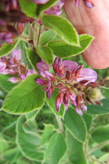 Pseudarthria hookeri hookeri