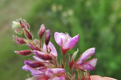 Pseudarthria hookeri hookeri