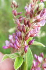 Pseudarthria hookeri hookeri